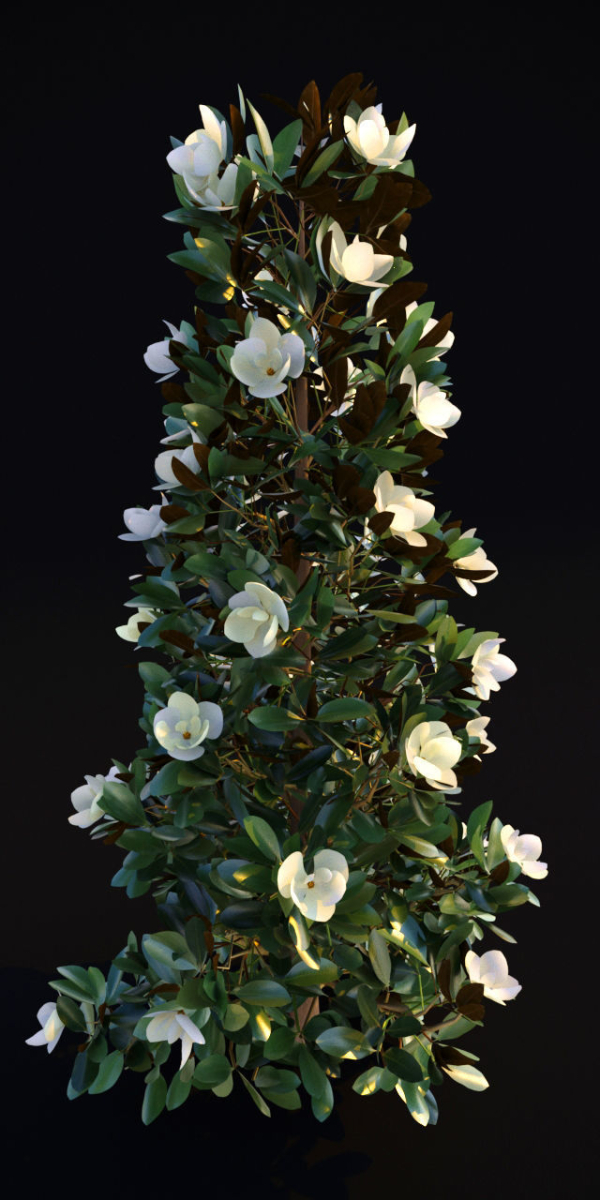 Magnolia Grandiflora