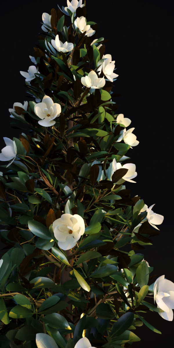 Magnolia Grandiflora
