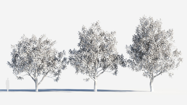 Magnolia grandiflora c