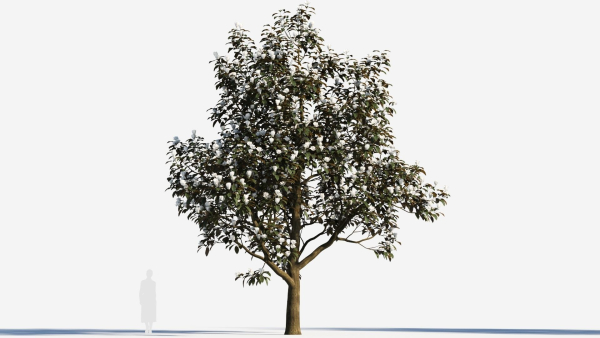 Magnolia grandiflora c
