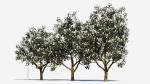 Magnolia grandiflora c