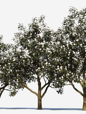 magnolia-grandiflora-c-3d-model-4b5e1521a3