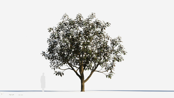 Magnolia grandiflora c