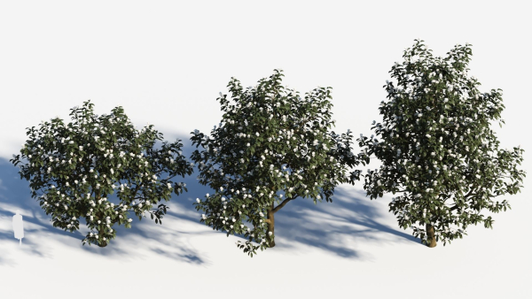 Magnolia grandiflora c