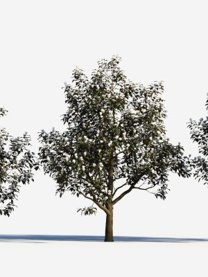 Magnolia grandiflora c