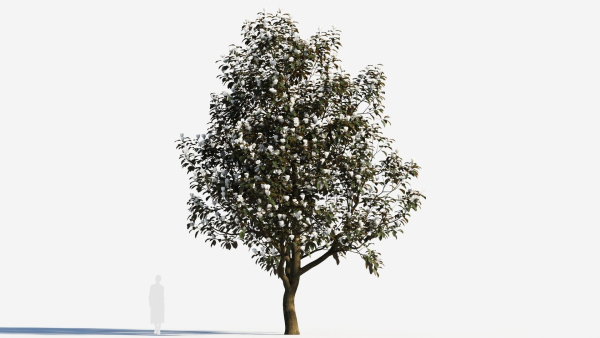 Magnolia grandiflora c