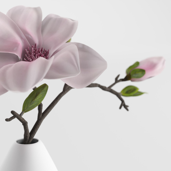 Magnolia in a vase