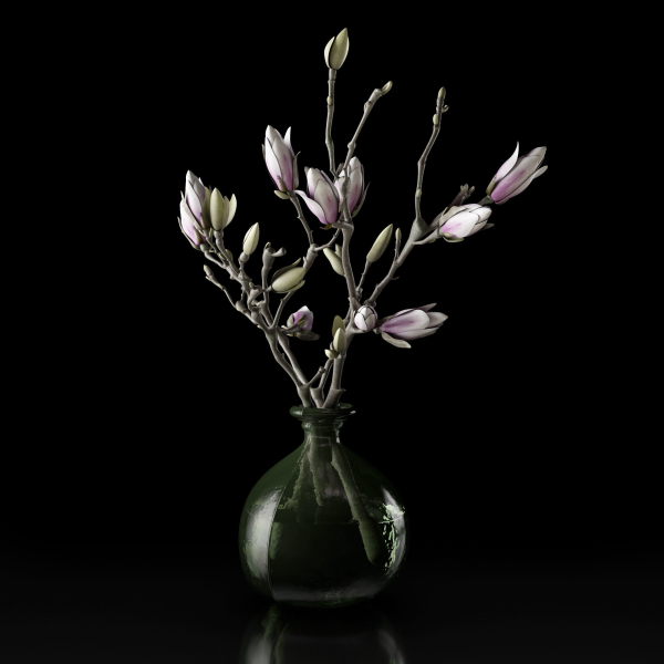Magnolia in vase
