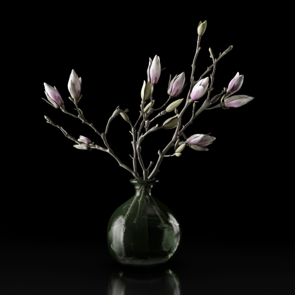 Magnolia in vase