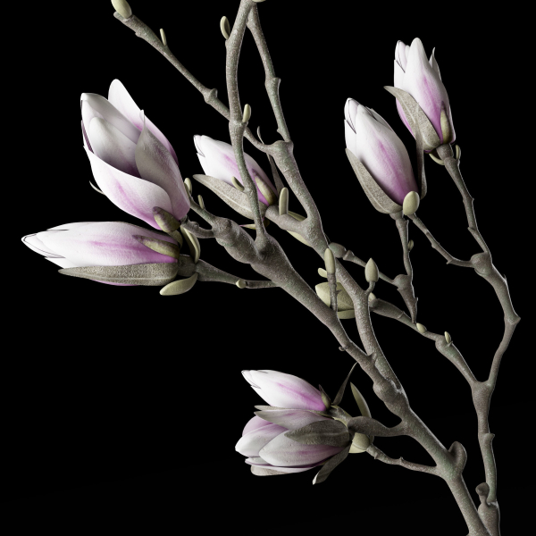 Magnolia in vase