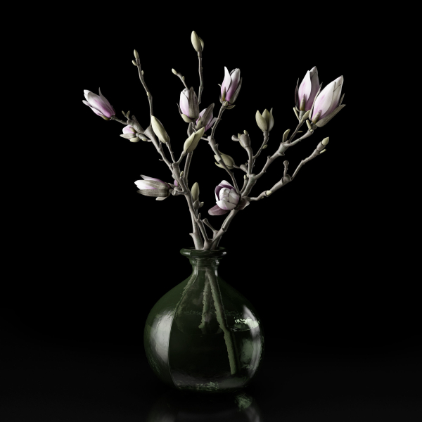 Magnolia in vase
