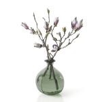 Magnolia in vase