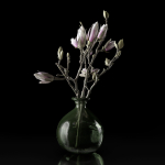 Magnolia in vase
