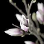 Magnolia in vase
