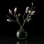 Magnolia in vase