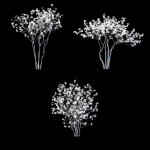Magnolia stellata flowering