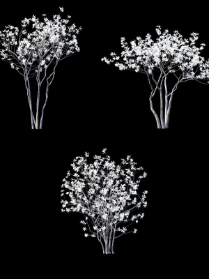 magnolia-stellata-flowering-3d-model-max-obj-fbx-mat