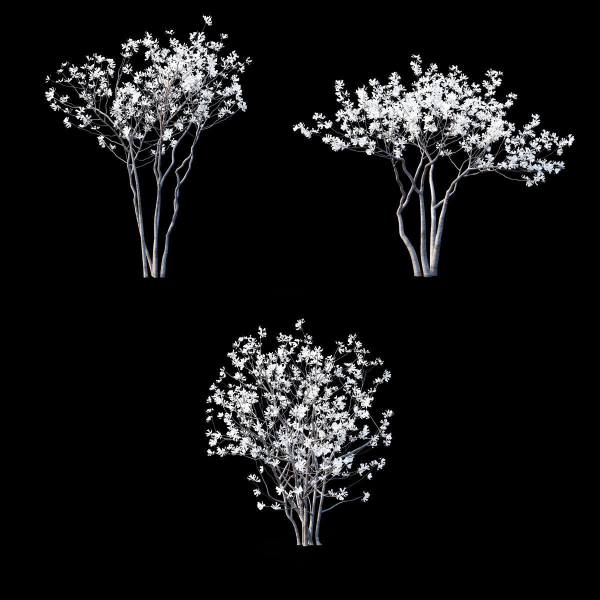 Magnolia stellata flowering