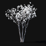 Magnolia stellata flowering