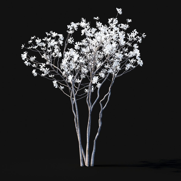 Magnolia stellata flowering