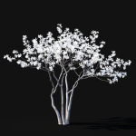 Magnolia stellata flowering