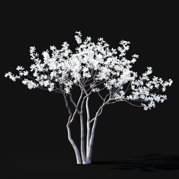 Magnolia stellata flowering