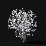 Magnolia stellata flowering