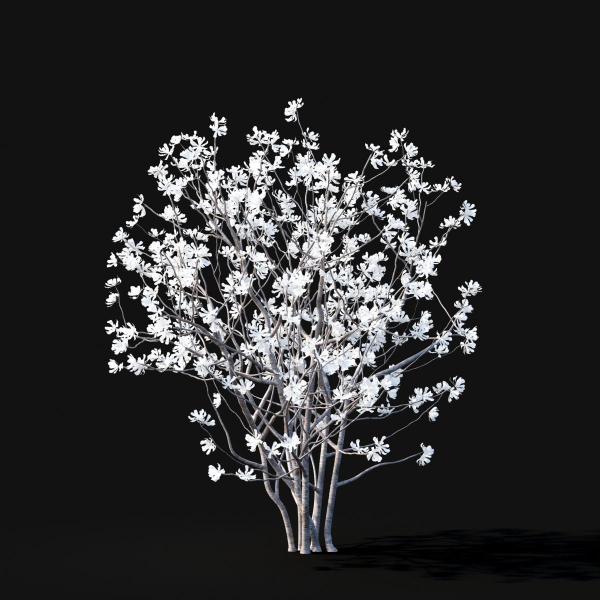 Magnolia stellata flowering