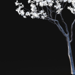 Magnolia stellata flowering