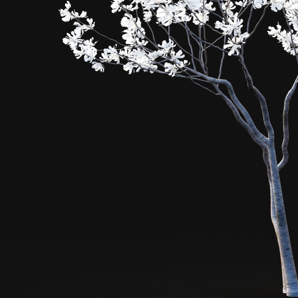 Magnolia stellata flowering