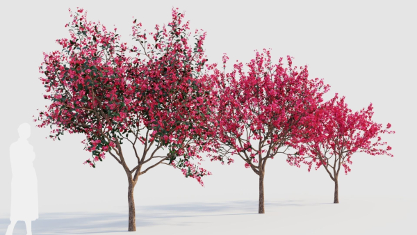 Malus spectabilis a