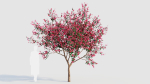 Malus spectabilis a