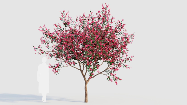 Malus spectabilis a