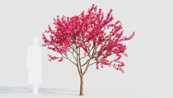Malus spectabilis a