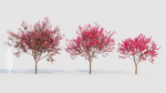 Malus spectabilis a