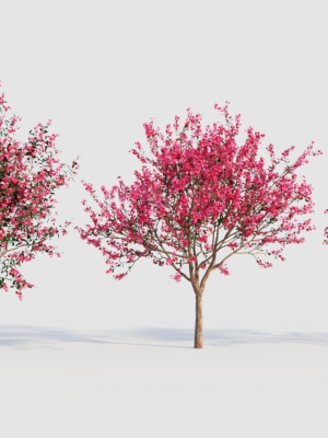 Malus spectabilis a