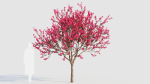 Malus spectabilis a