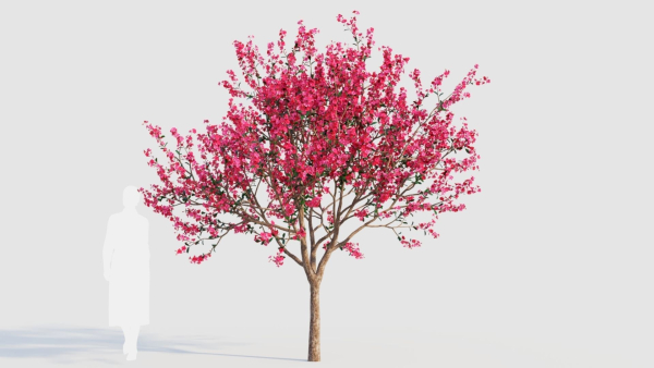Malus spectabilis a