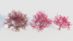 Malus spectabilis a