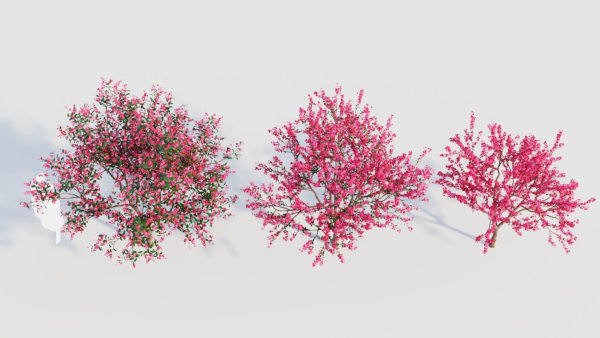 Malus spectabilis a