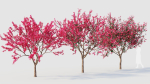 Malus spectabilis a