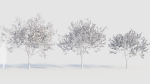 Malus spectabilis a