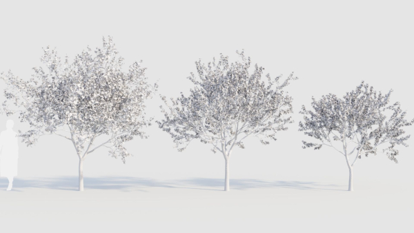 Malus spectabilis a