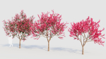 Malus spectabilis a