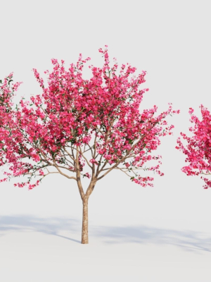 malus-spectabilis-a-3d-model-c5fe062ee1