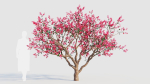 Malus spectabilis c