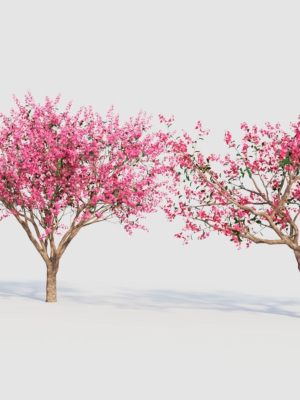 malus-spectabilis-c-3d-model-338077bc30