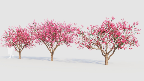 Malus spectabilis c
