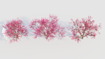 Malus spectabilis c