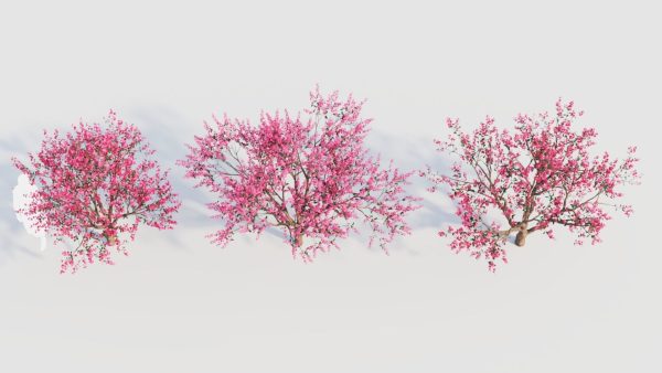 Malus spectabilis c
